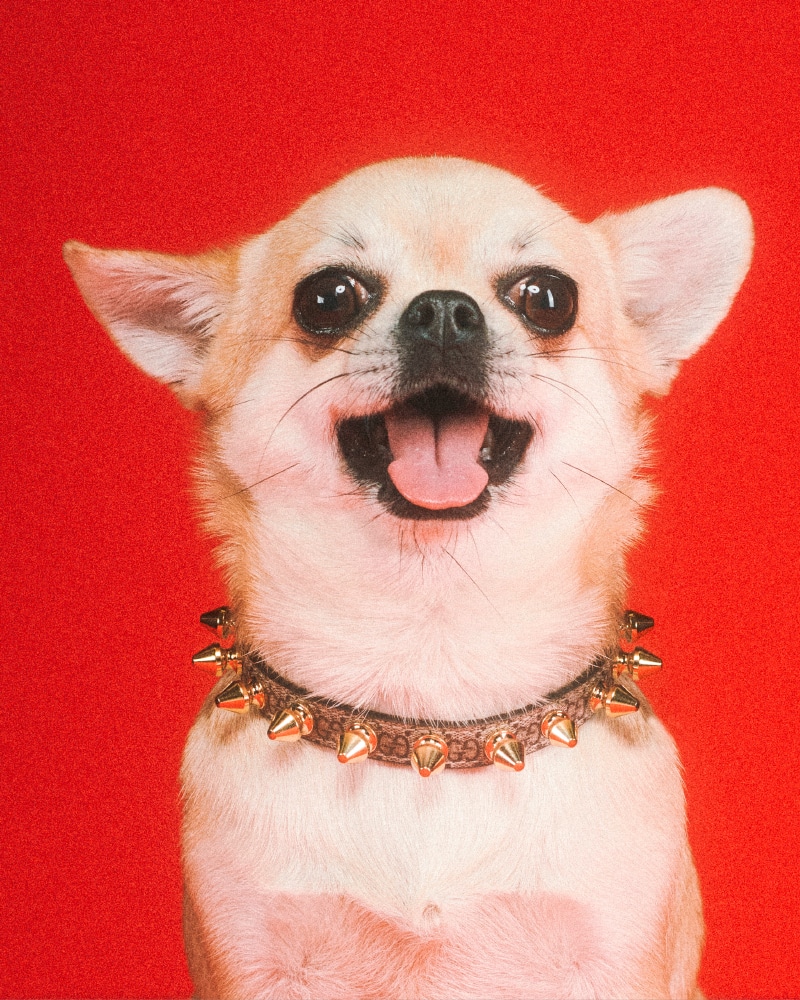 Gucci has unveiled a new pet collection for luxury-loving canines