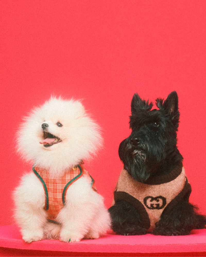 Gucci's First Pet Collection Is For Good Boys & Bad Bitches