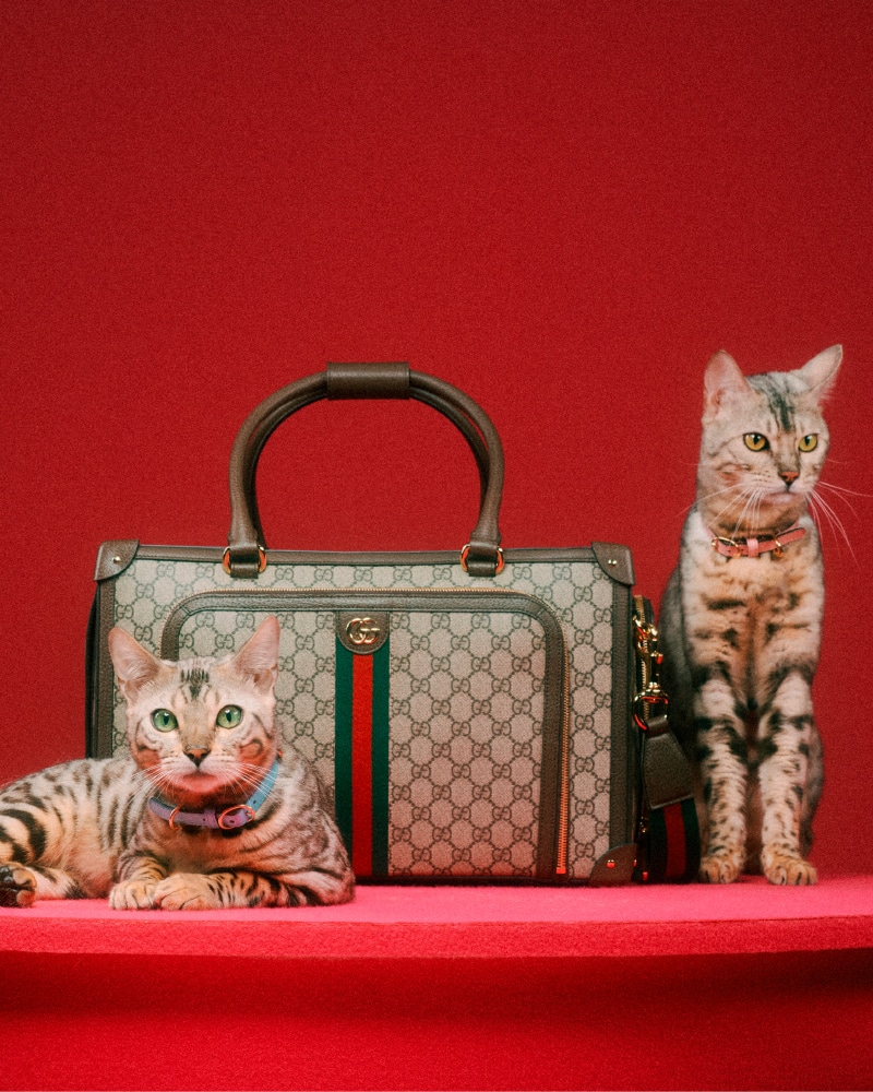 The cat in this new Gucci campaign is a big 2020 mood