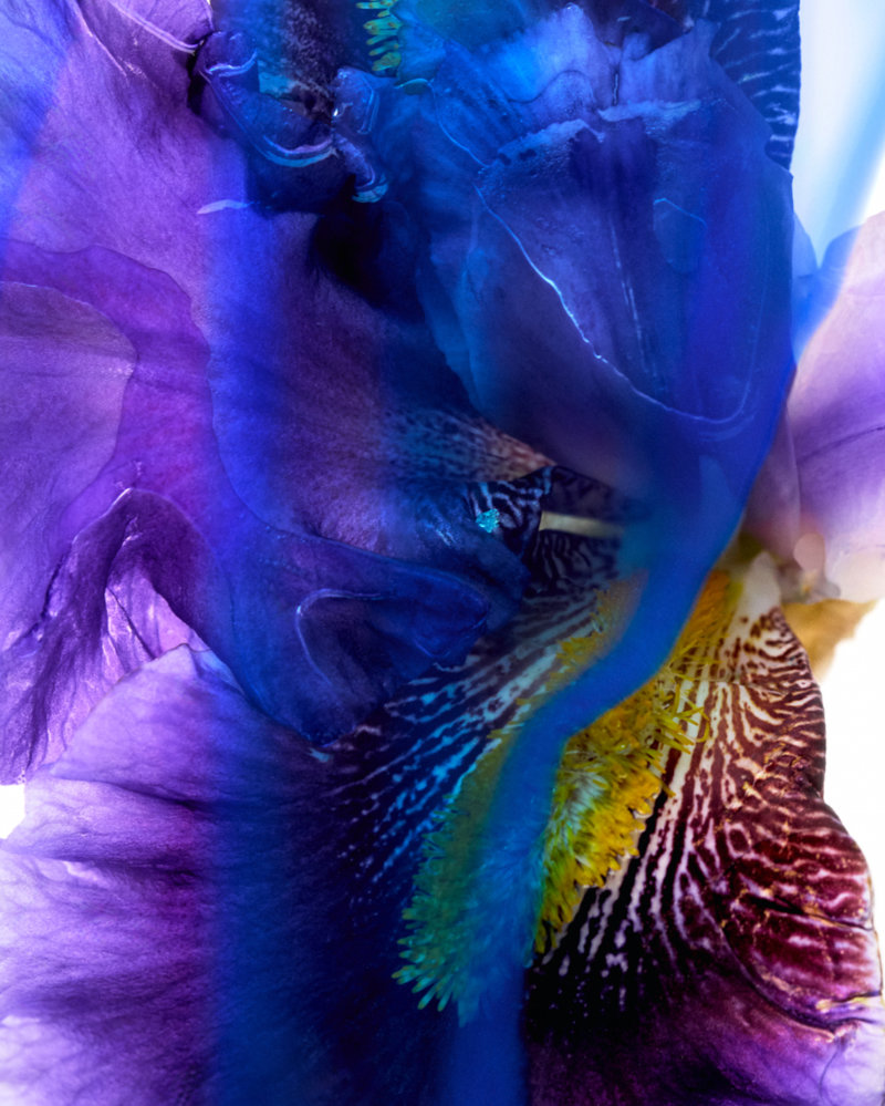 LOEWE Perfumes Expands Its Crafted Collection with Five New Fragrances
